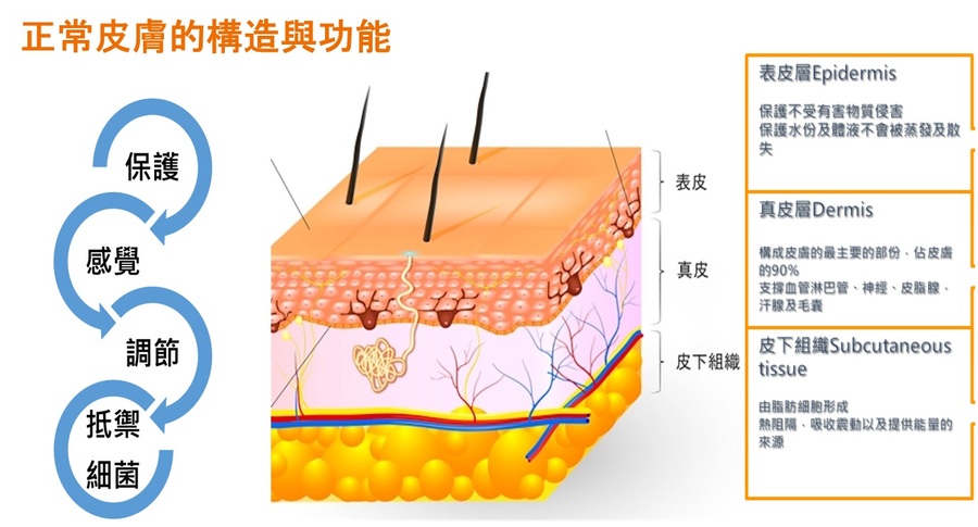 正常皮膚構造與功能